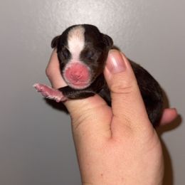 Rudolph - Red tri male Miniature Australian Shepherd puppy in Liberty, Mississippi from Liberty Oaks Aussies and Dachshunds