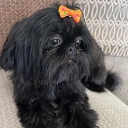Bonita - Shih Tzu