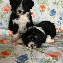 Aussiedoodle Puppies from Elkington Family Farms