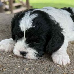 Comet - Black and white male Cavapoo puppy in Lebanon, Kentucky from Mosaic Merle Doodles