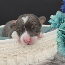 Crumble(1600) - Blue male Pembroke Welsh Corgi puppy in Dickeyville, Wisconsin from J&R Shepherds & Corgis