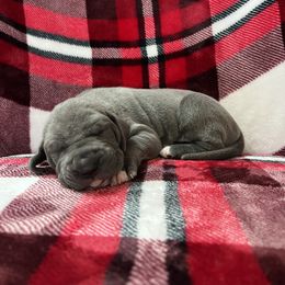 Great Dane and Yorkshire Terrier Puppies from Graham’s Danes