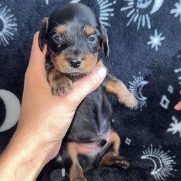 Atlas - Black and tan male Dachshund puppy in Anderson, California from FiveThreeZeroMiniDachshunds