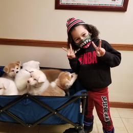 Japanese Akitainu Puppies from Four Seasons Akita (Shikisou)