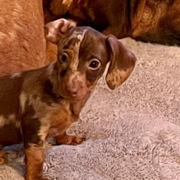 Dachshund All Grown Up from Darling Dapple (mini) Dachshund
