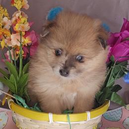 Copper - Chocolate merle male Pomeranian puppy in Newport News, Virginia from Itty Bitty Poms