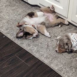 Australian Shepherd Puppies from Hickory Pines farm