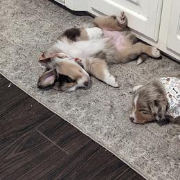 Australian Shepherd Puppies from Hickory Pines farm