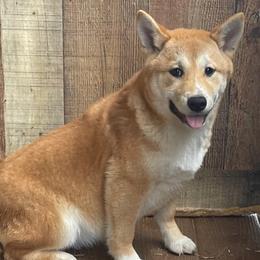 Fiona - Shiba Inu