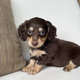 Mars - Chocolate and tan male Dachshund puppy in Bentonville, Arkansas from Boujee Buns Dachshunds