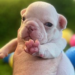 Donna - White female Bulldog puppy in Seneca, South Carolina from Burrell’s Bulldog Kingdom