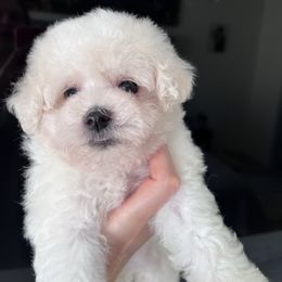 Coton de Tulear Puppies from Viktoriia's Coton De Tulears & French Bulldogs