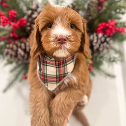 Charlie Brown - Caramel red male Australian Labradoodle puppy in Palmdale, California from Pixie Doodle Paws
