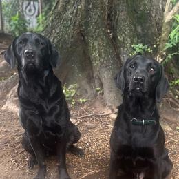 Labrador Retriever puppies from Shadows Lovely Kennel