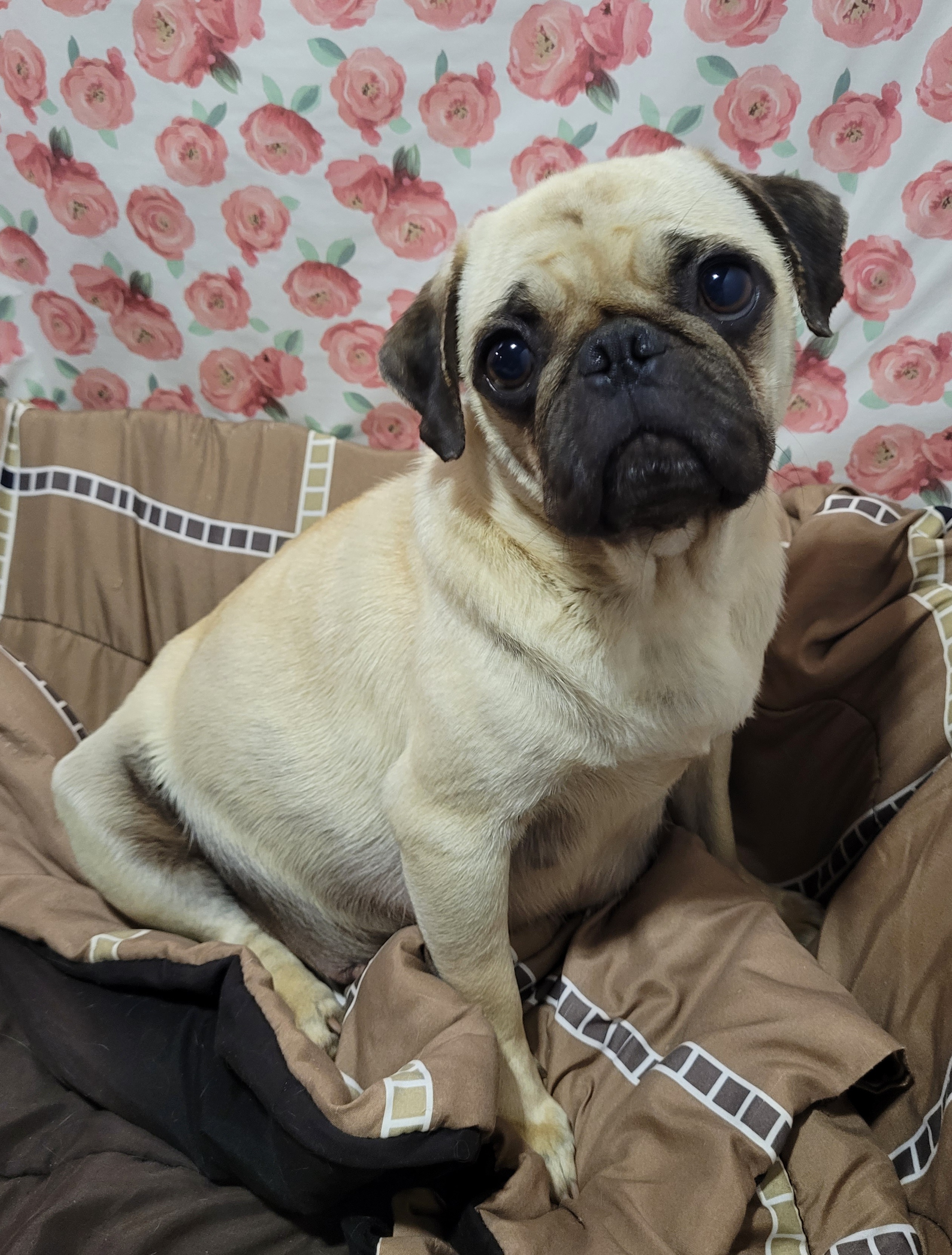 Pumpkin - Pug
