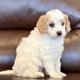 Ginger Spice Girl (RED Girl) - Cream female Goldendoodle puppy in Highland, Utah from Angel Pups Deluxe