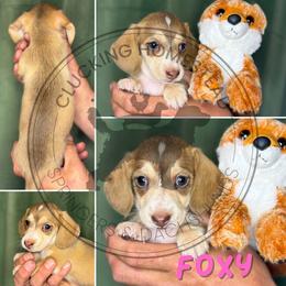 Foxy - Cream female Dachshund puppy in Fond Du Lac, Wisconsin from Clucking Homestead Springers & Dachshunds