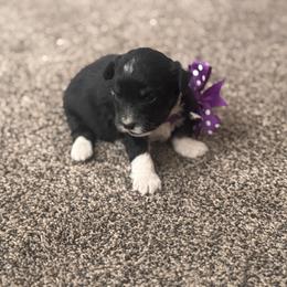 Boy 2 - Black tri-color male Aussiedoodle puppy in Junction, Utah from Sugar Doodles