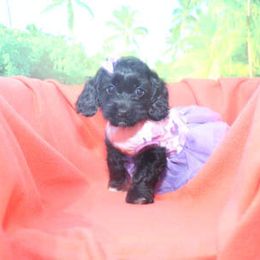 Cockapoo Puppies from JP Cockapoos LLC