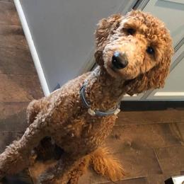 Ginger - Goldendoodle