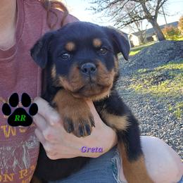 Greta - Black and mahogany female Rottweiler puppy in Tangent, Oregon from Raya's Royals