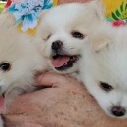 Pomeranians from Holcomb's Pomeranians