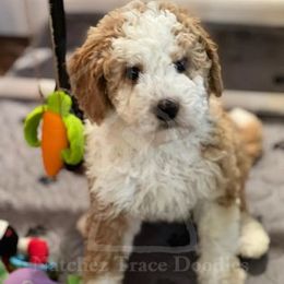 Bernedoodle Puppies from Natchez Trace Doodles