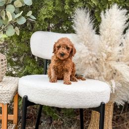 Grey collar boy mini - Red  male Goldendoodle puppy in Spokane, Washington from Dream Doodles in Spokane WA