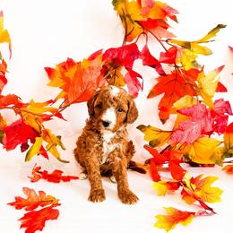Ms Yellow - Red  female Goldendoodle puppy in Kissimmee, Florida from Poodle Doodle Kennels