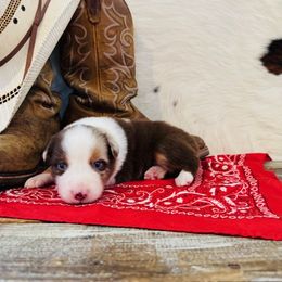 'Nick' - Red merle male Australian Shepherd puppy in Durand, Wisconsin from Larson’s Legacy Aussome Aussie Kennels