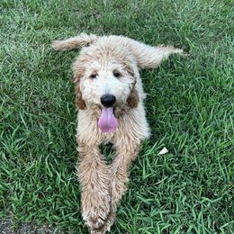 Aussiedoodle and Goldendoodle Puppies from Sweet Canaan Farm - Doodles