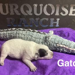 Gator - Blue speckled male Australian Cattle Dog puppy in Chiefland, Florida from Turquoise Ranch