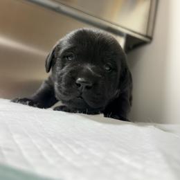 Black Female - Black female Labrador Retriever puppy in Summit, South Carolina from Southern Pine Labradors