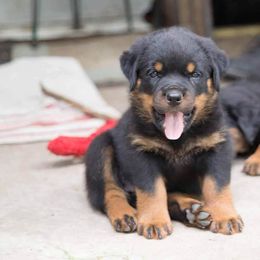 Rottweiler Puppies from Wildhaven Rottweilers