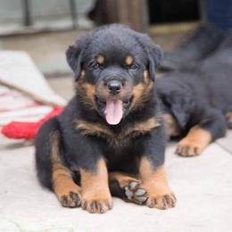 Rottweiler Puppies from Wildhaven Rottweilers
