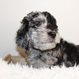 Goldendoodle, Havapoo, Labradoodle, and Springerdoodle Puppies from Oregon Valley Pups