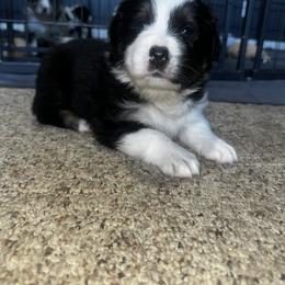 Australian Shepherd Puppies from Hamilton Farms