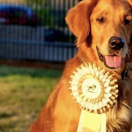English Setters and Golden Retrievers from Gemstone Goldens