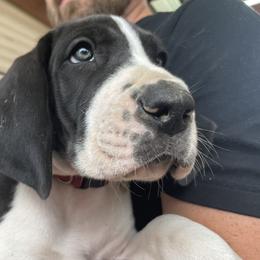 Venus - Mantle Great Dane puppy in Miamisburg, Ohio from Myshire Danes
