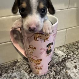 Dachshund Puppies from Kat Thomas