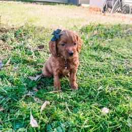 F1B Small Goldendoodle Coco - Red  female Goldendoodle puppy in Redding, California from Casa Delarosa Poodles & Doodles Collective