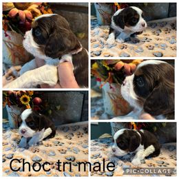 Choc tri white collar - Chocolate male Cavalier King Charles Spaniel puppy in Greenleaf, Wisconsin from Ledgetop Family Cavaliers