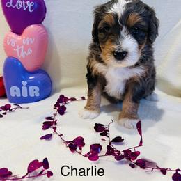 Charlie - Merle male Bernedoodle puppy in Sandy, Oregon from MC Doodles