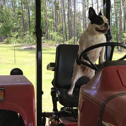 French Bulldogs from Kountryrusfrenchies