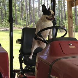 French Bulldogs from Kountryrusfrenchies