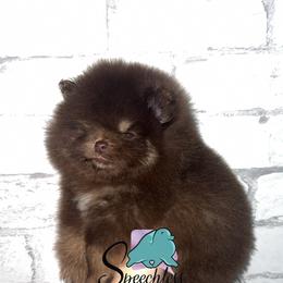 Snow - Chocolate and tan male Pomeranian puppy in Perry County, Ohio from Speechless Pom’s