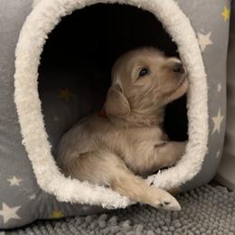 Australian Cobberdog Puppies from Mud Pies Australian Cobberdogs