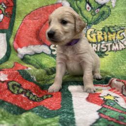 Christina Whoterberry: lavender collar - Golden female Golden Retriever puppy in Monterey, Tennessee from Lawson’s Green Acres Goldens and Mini Dachshunds