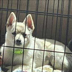 Polar -upcoming 2026-2027 - Schipperke