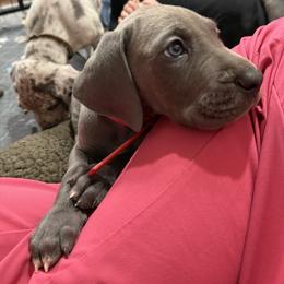 Titus - Blue male Great Dane puppy in Russellville, Arkansas from River Valley Great Danes & Miniature Schnauzers